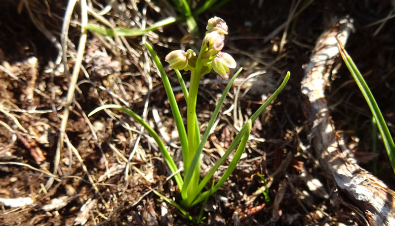 Chamorchis alpina